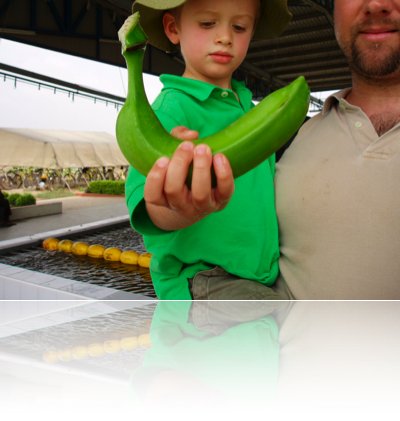 a visit to the banana plantation 2