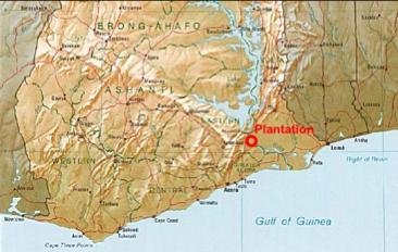 a visit to the banana plantation 3