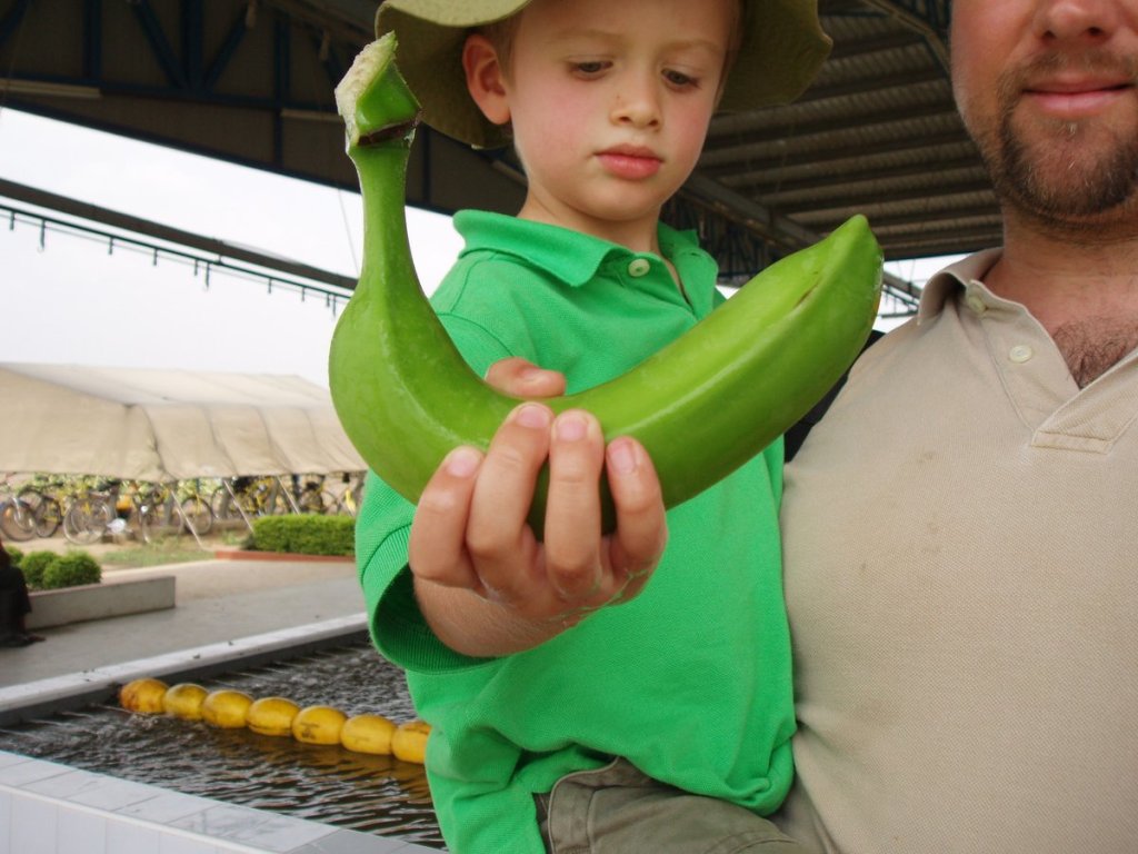 A visit to the banana&nbsp;plantation