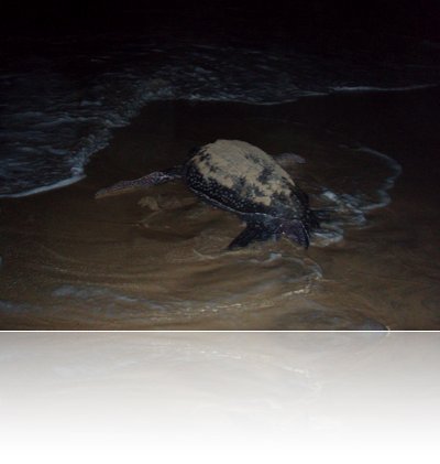turtle watching on ada beach 2