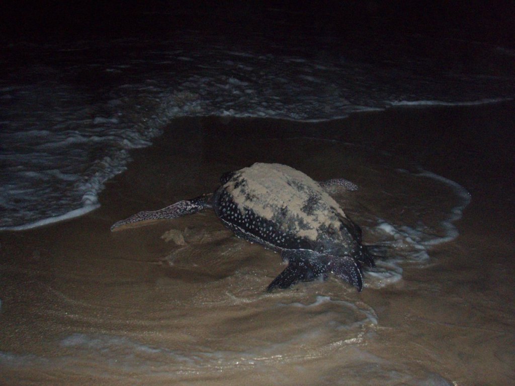 Turtle watching on Ada&nbsp;beach